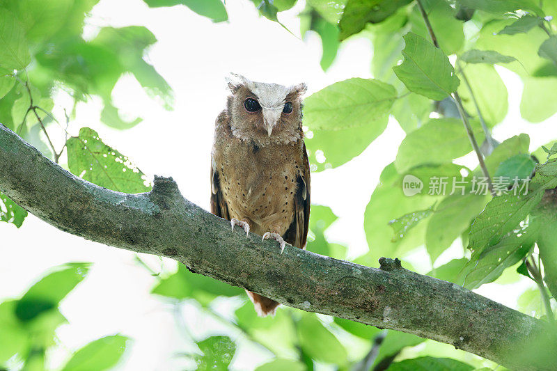 夜行鸟:成年白额镜鸮(Otus sagittatus)。